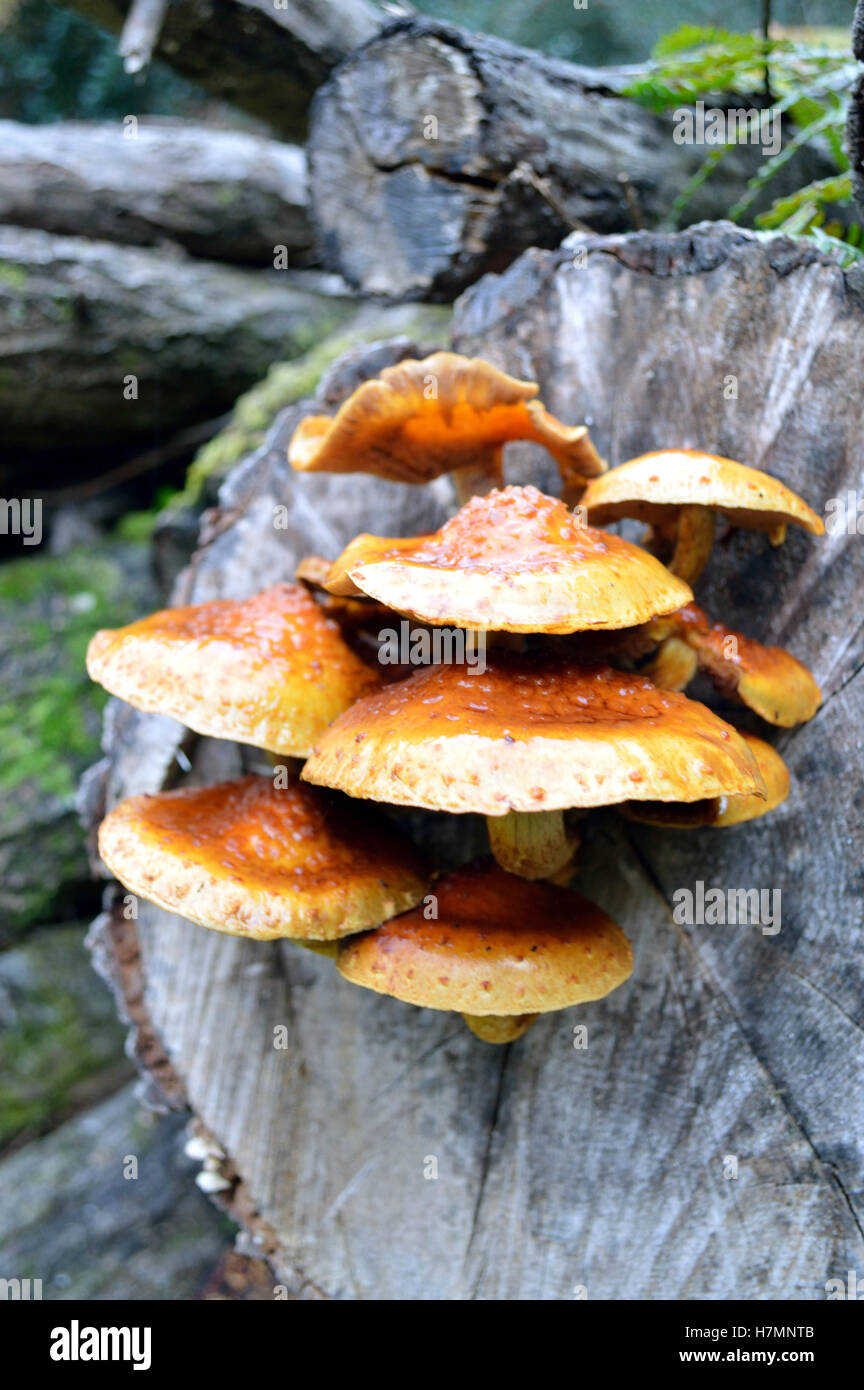 Un cluster de miel (Armillaria mellea) champignons poussant sur le bois dans le parc national New Forest, Hampshire, Royaume-Uni Banque D'Images