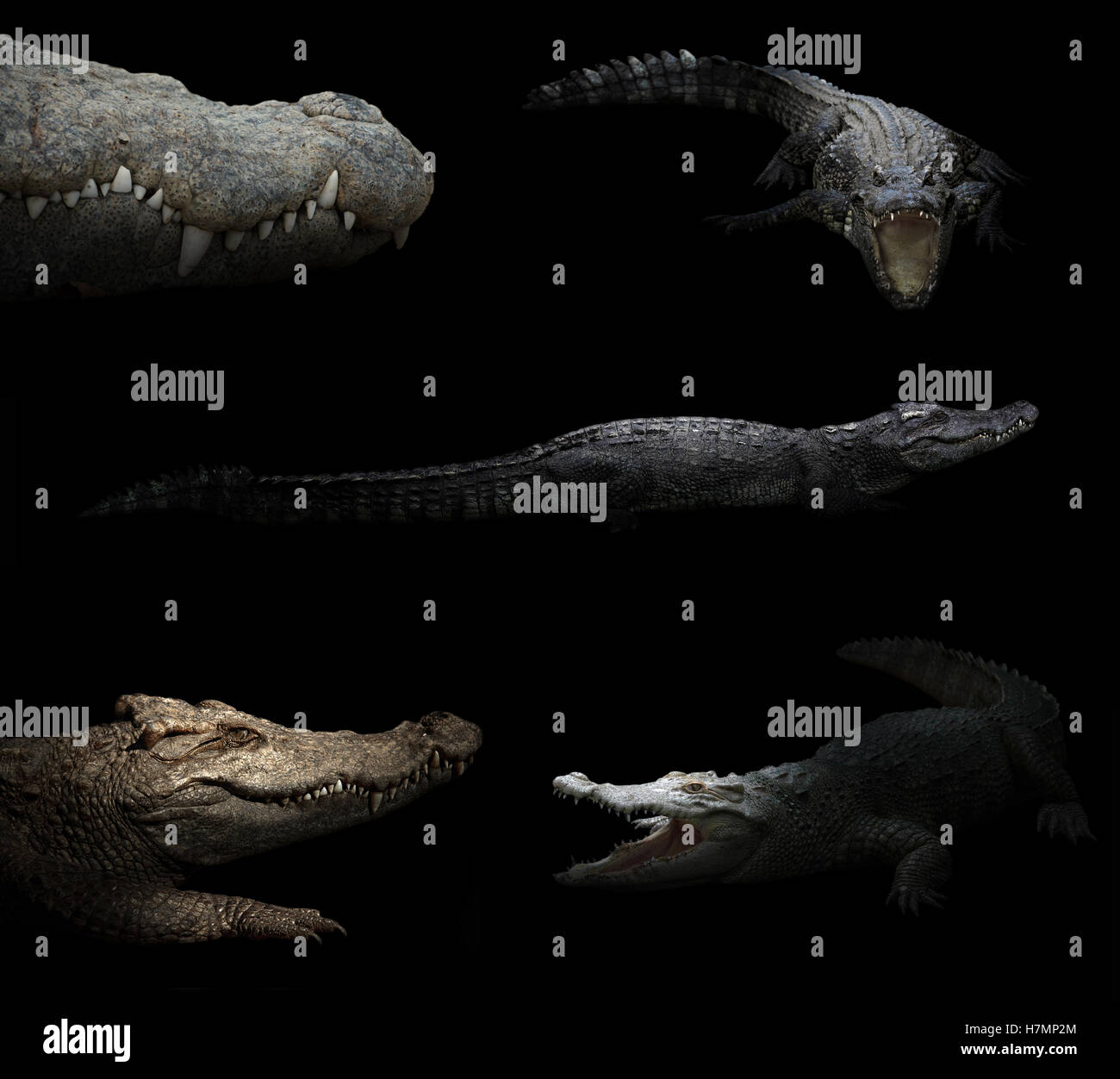Crocodile se cacher dans l'obscurité avec Spotlight Banque D'Images