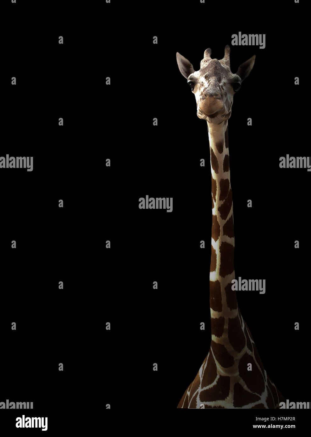 Girafe se cacher dans l'obscurité avec Spotlight Banque D'Images