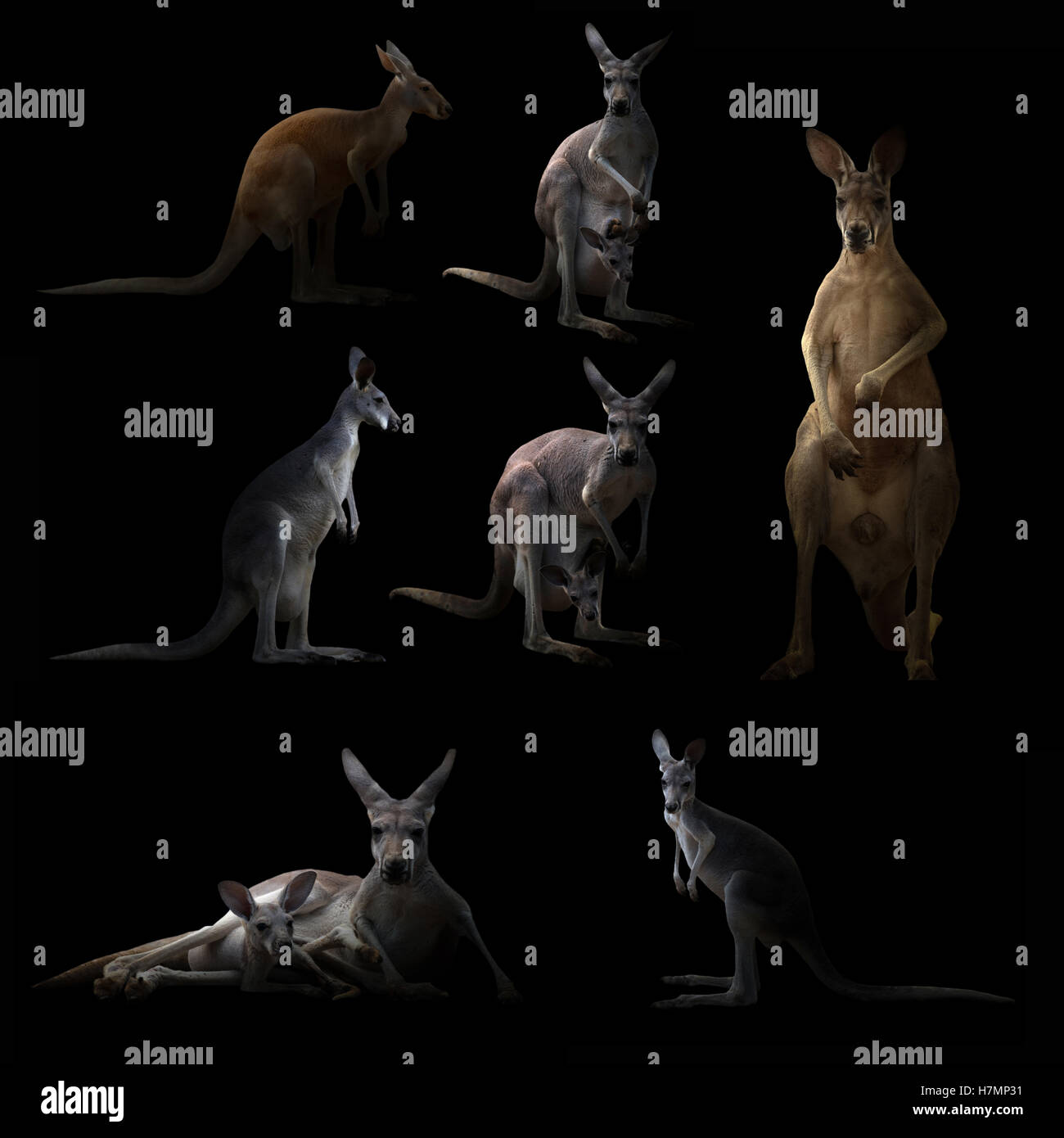 Kangaroo se cacher dans l'obscurité avec Spotlight Banque D'Images