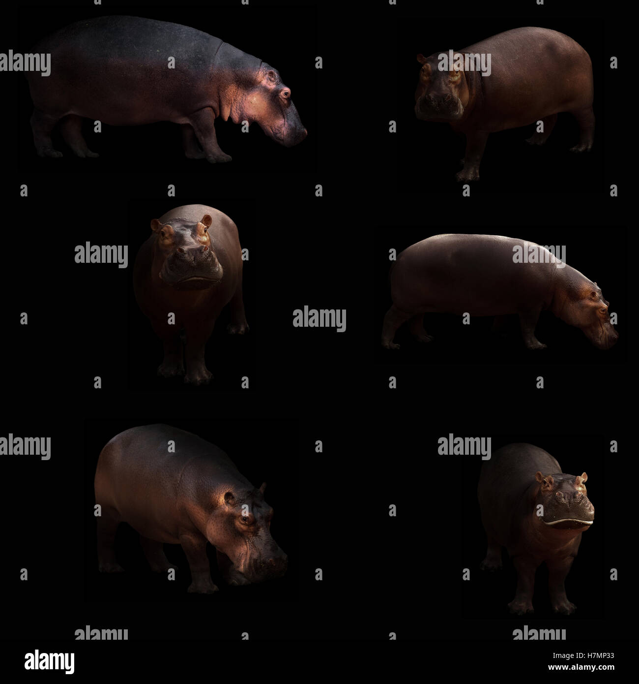 Hippopotamus se cacher dans l'obscurité avec Spotlight Banque D'Images