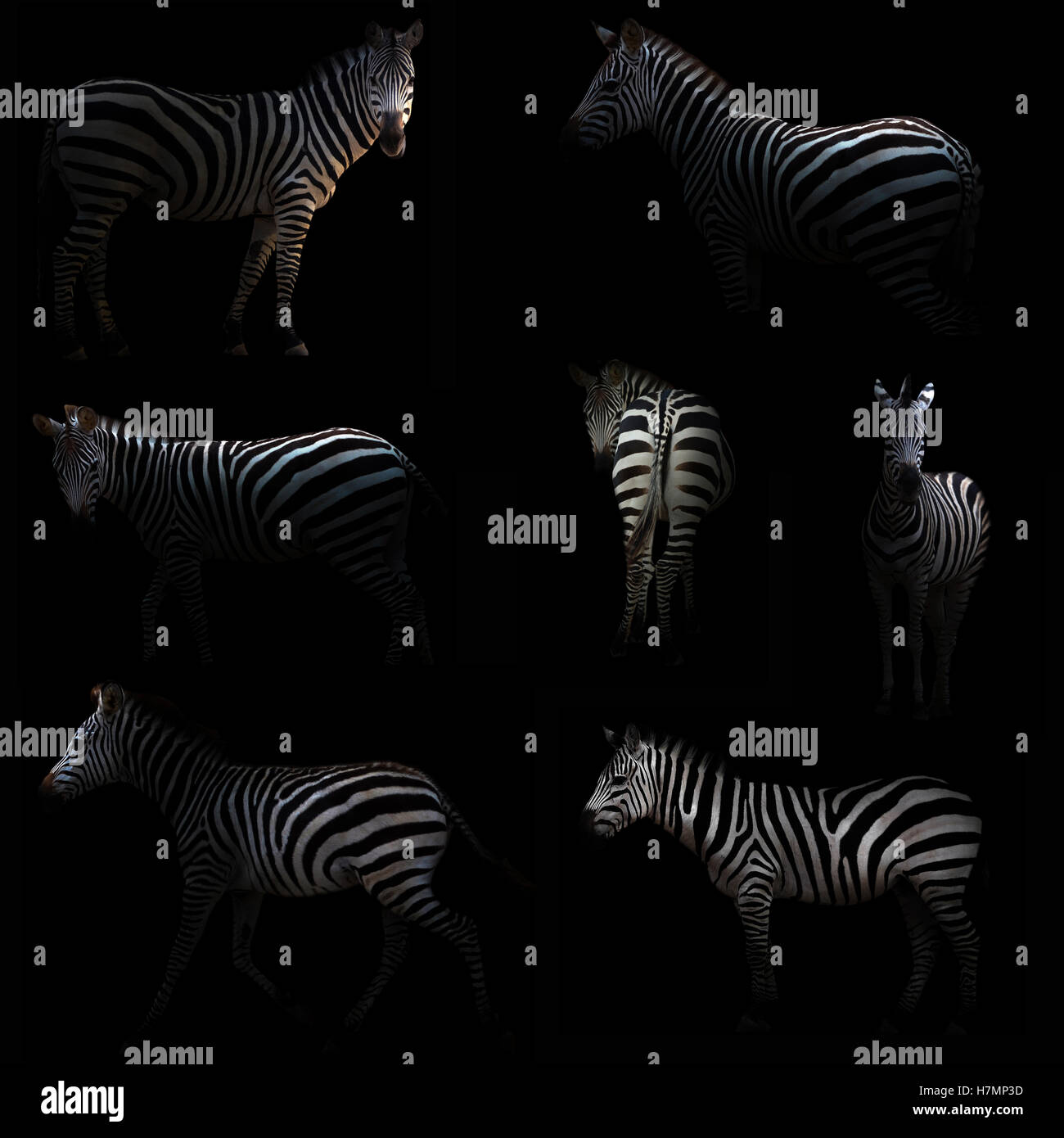 Zebra se cacher dans l'obscurité avec Spotlight Banque D'Images