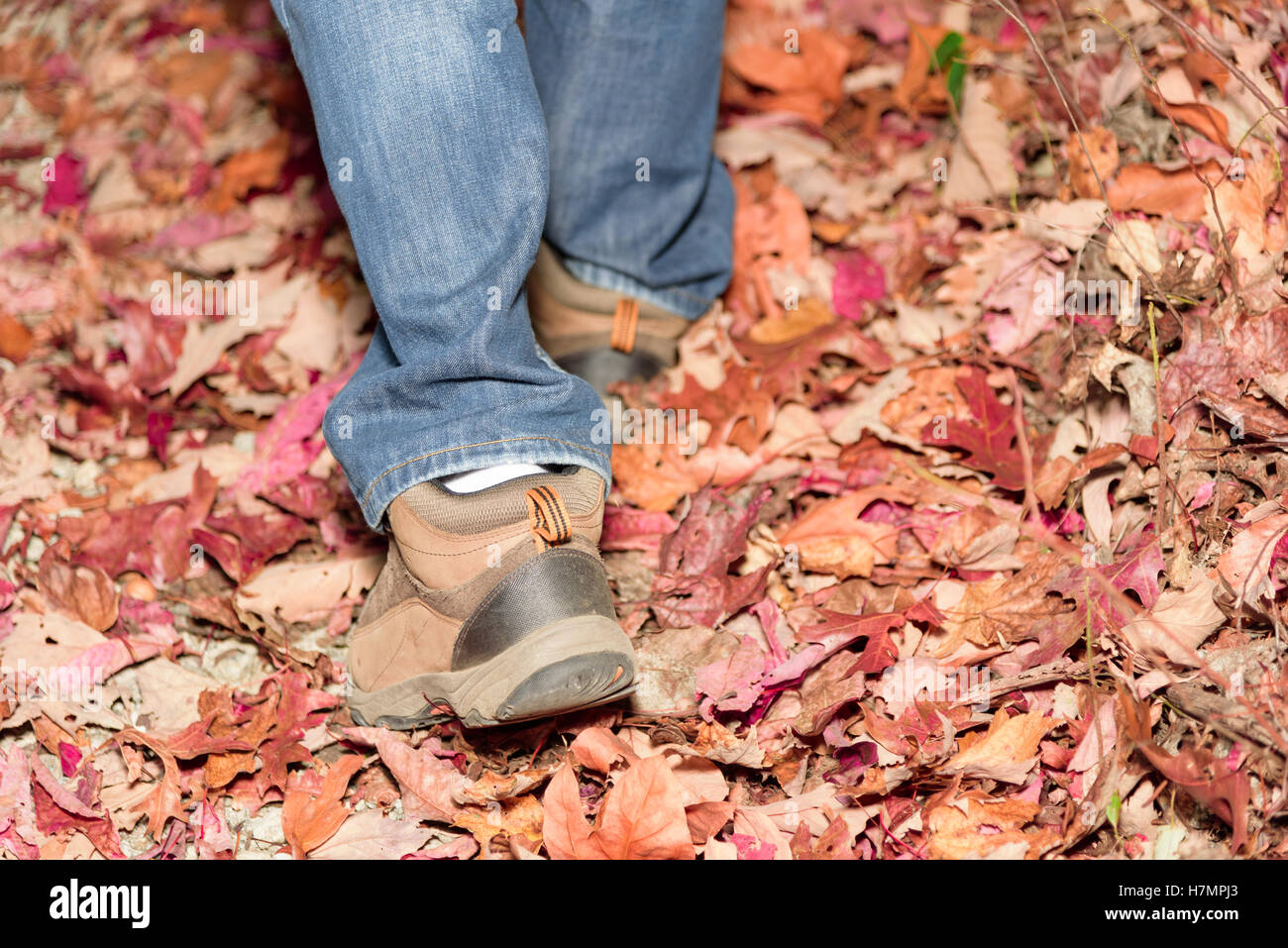 Randonner tombée feuilles rouges pendant la saison d'automne Banque D'Images