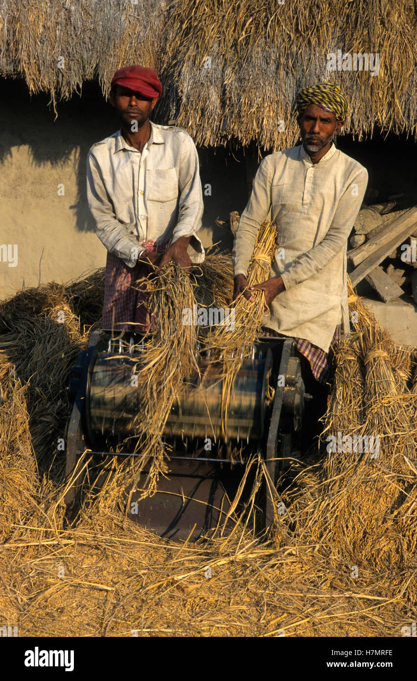 L'Inde Bengale occidental, la culture du riz, avec l'homme saccage powered location machine Banque D'Images