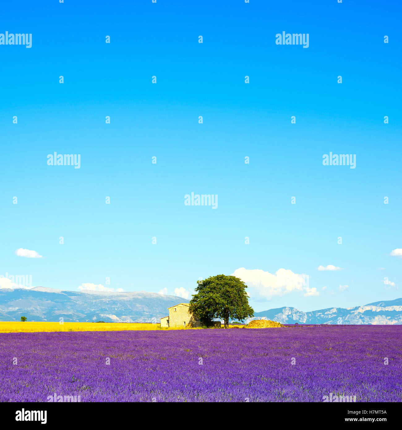 Fleurs de Lavande fleurs de champ, blé, house et lonely tree. Plateau de Valensole, Provence, France, Europe. Banque D'Images