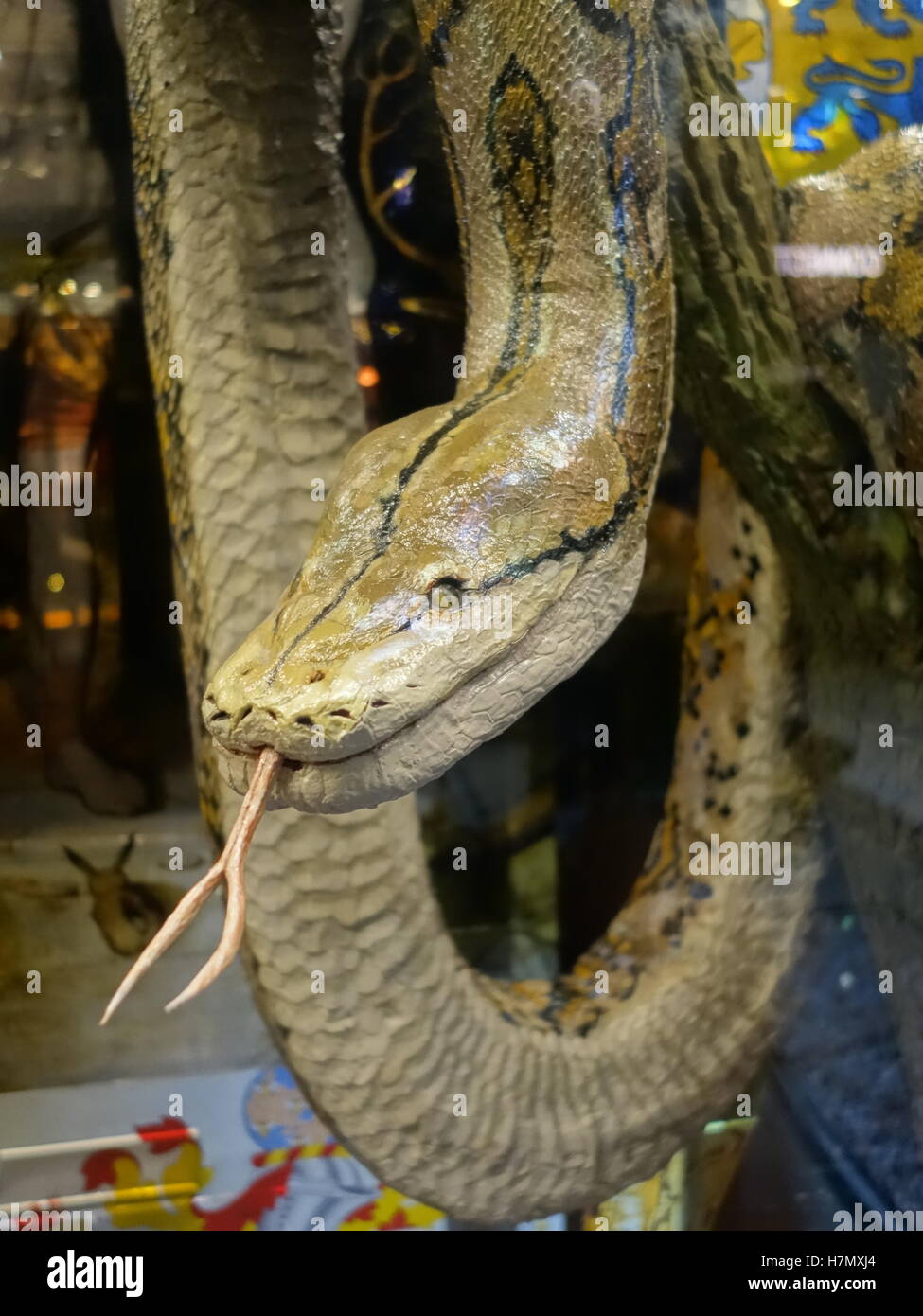 Un son réaliste d'un modèle de taxidermie serpent python réticulé Banque D'Images