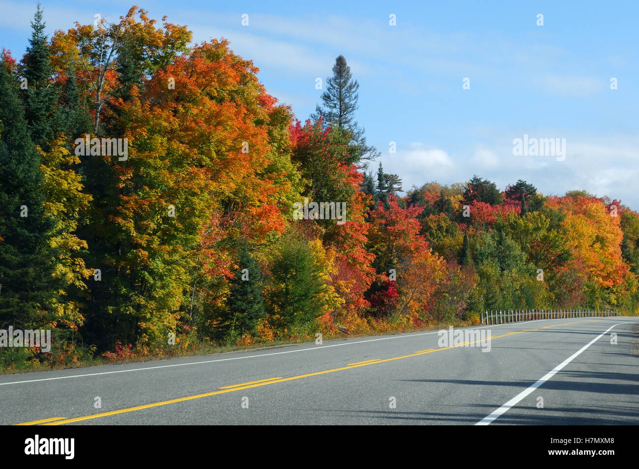 Rouge jaune orange tree road Canada Ontario automne saison automne Banque D'Images