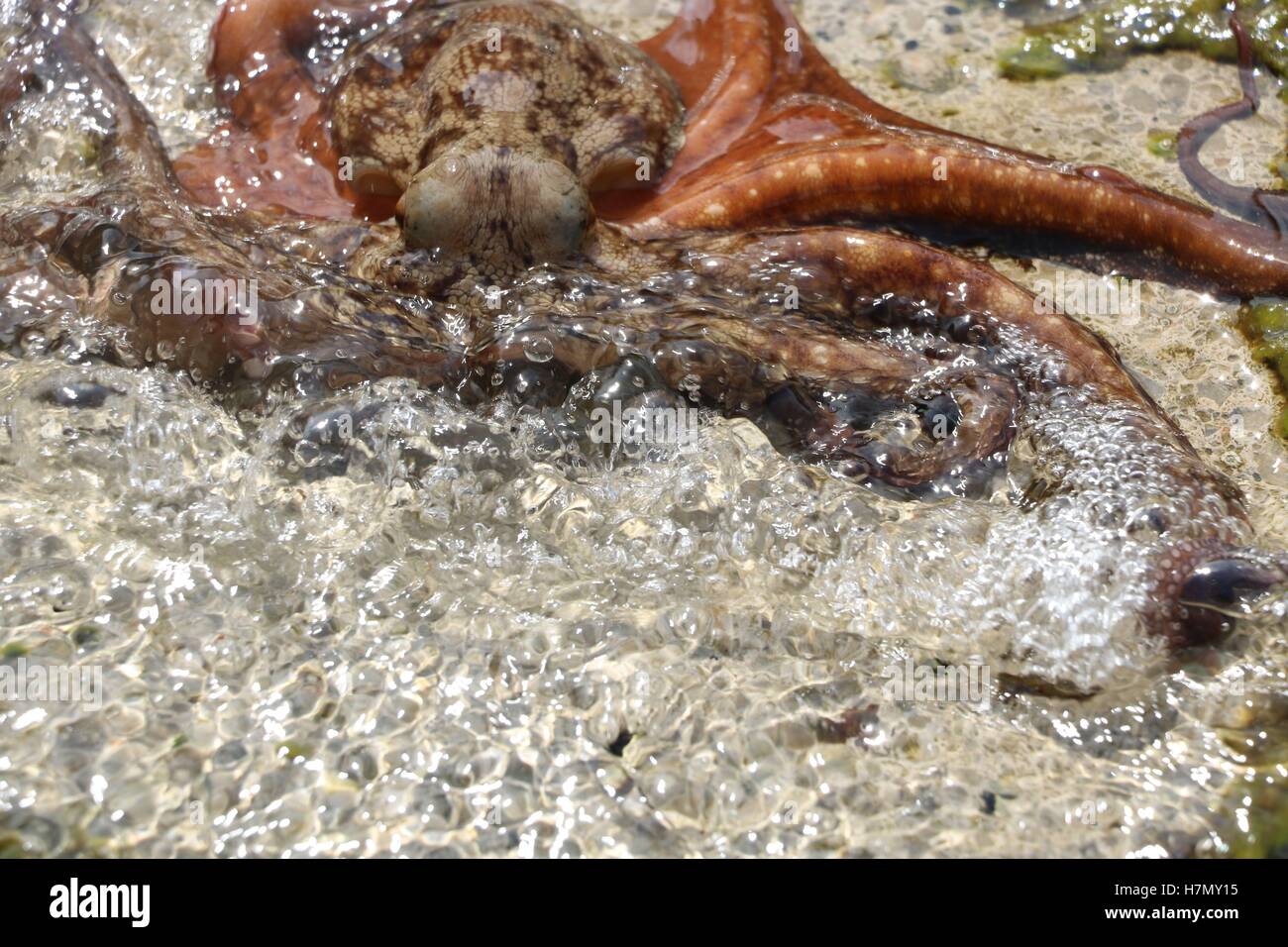 Octopus vulgaris faune animal disponibles en haute résolution et plusieurs tailles pour s'adapter aux besoins de votre projet Banque D'Images