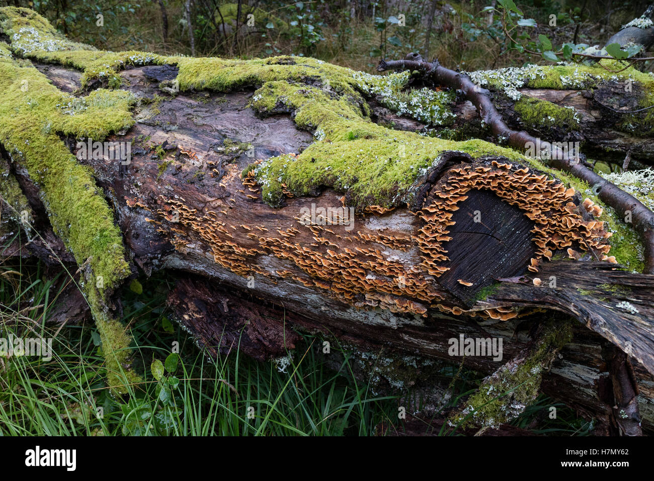 Tronc d'arbre avec mousse verte et Trametes versicolor dans les bois Banque D'Images