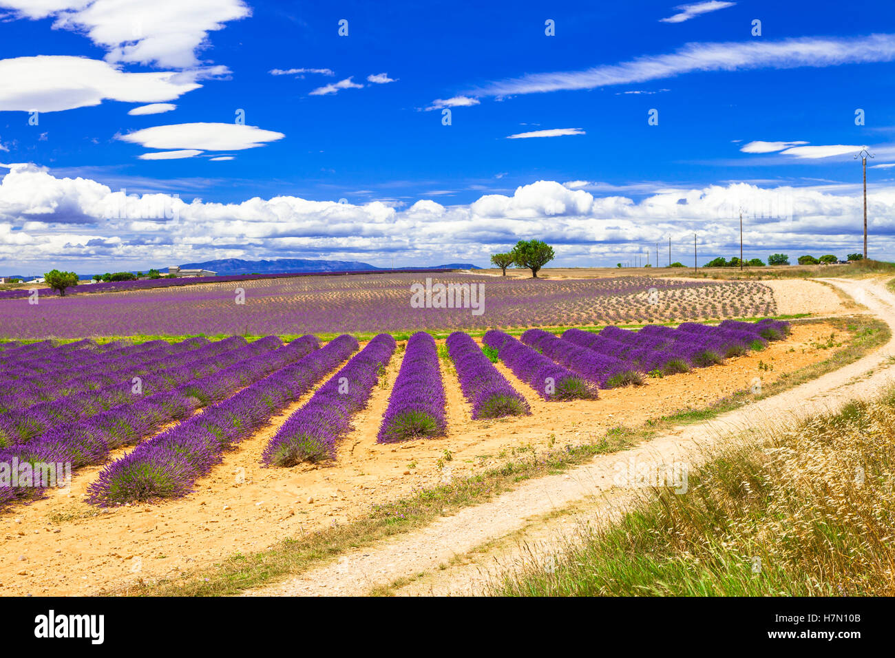 Paysage impressionnant de champs de lavande en fleurs, Provence, France. Banque D'Images