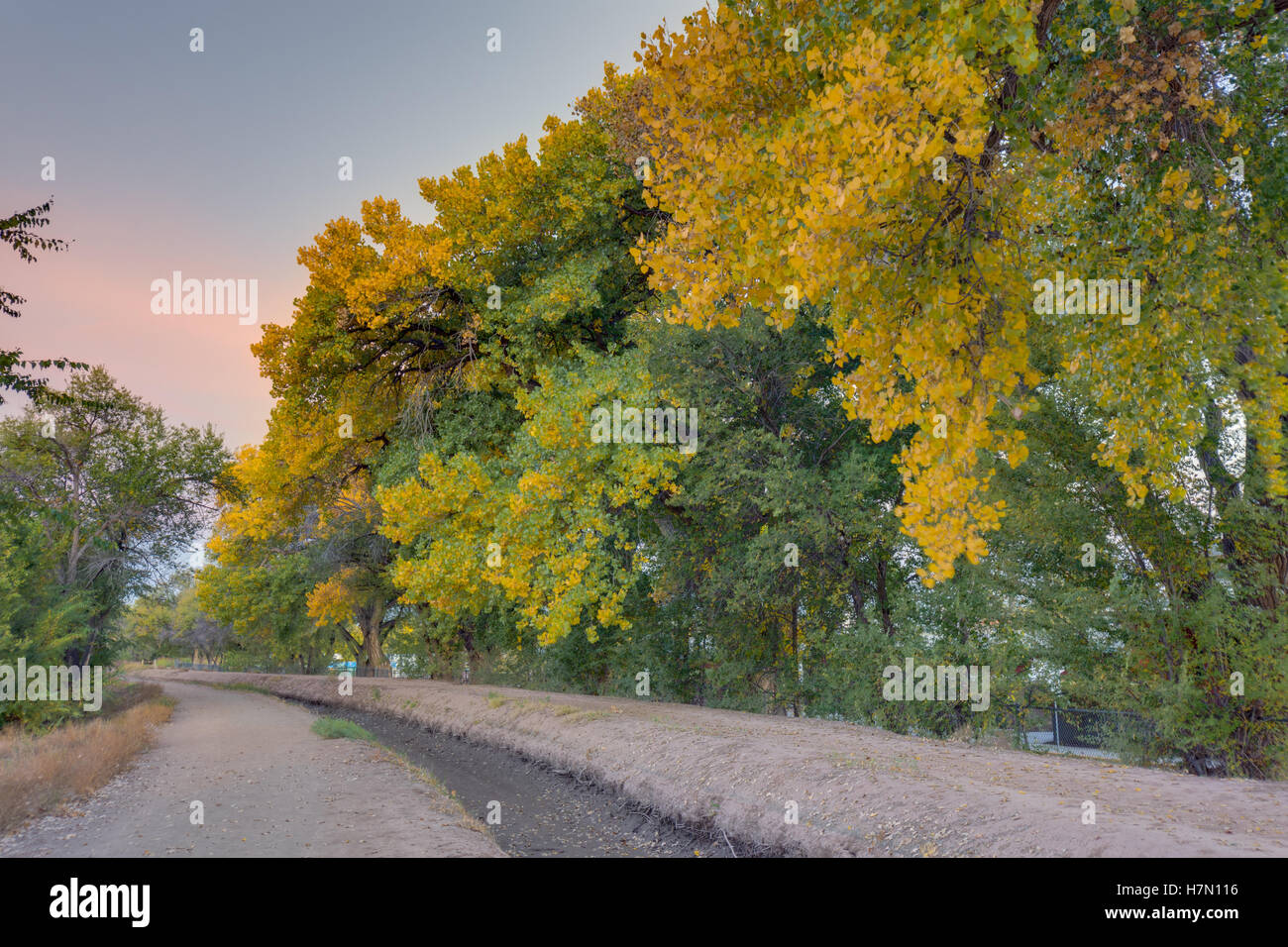 Rio Grande, le peuplier (Populus deltoides), changeant de couleur à l'automne. Los Poblanos Domaines Espace Ouvert, Albuquerque, NM. Banque D'Images