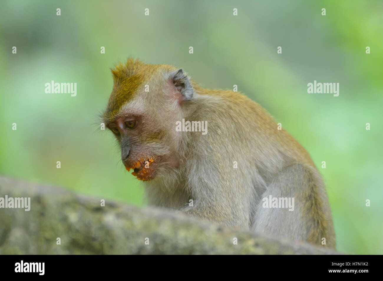 Vue intérieure de Kuala Lumpur, Malaisie Parc des Oiseaux Banque D'Images