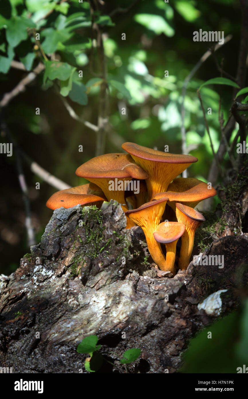 Close up de jack-o'-lantern (champignons Omphalotus olearius) Banque D'Images