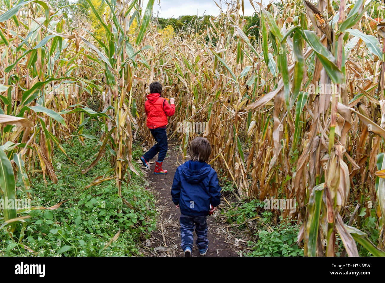 Les enfants courent en champ de maïs Banque D'Images