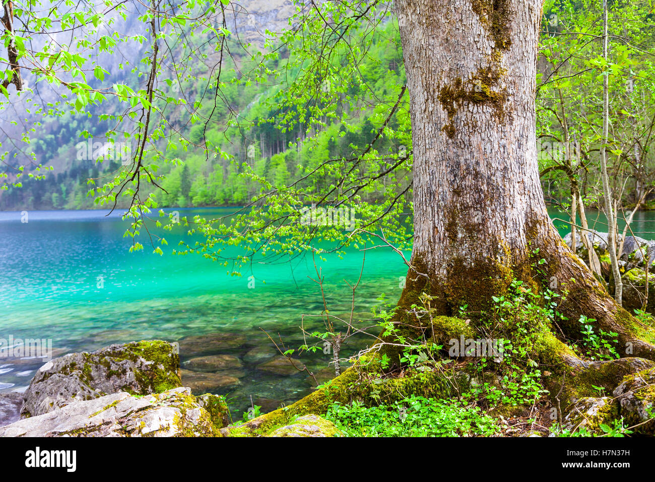 Le magnifique lac de cristal à Konigsee Alpes allemandes, la Bavière Banque D'Images