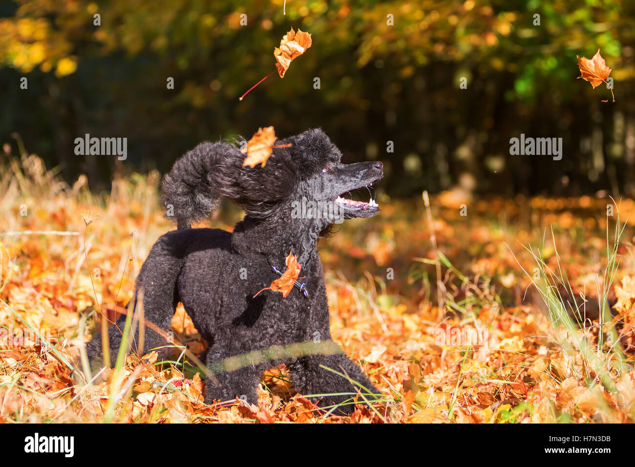 Caniche Banque D Image Et Photos Alamy