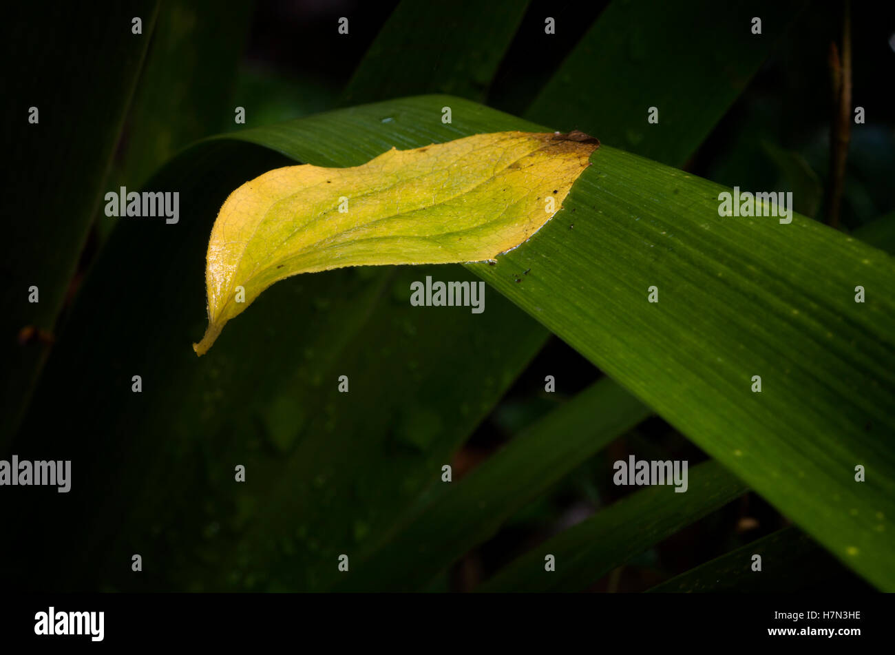 Feuille tombé délicat reposant sur un frond Banque D'Images