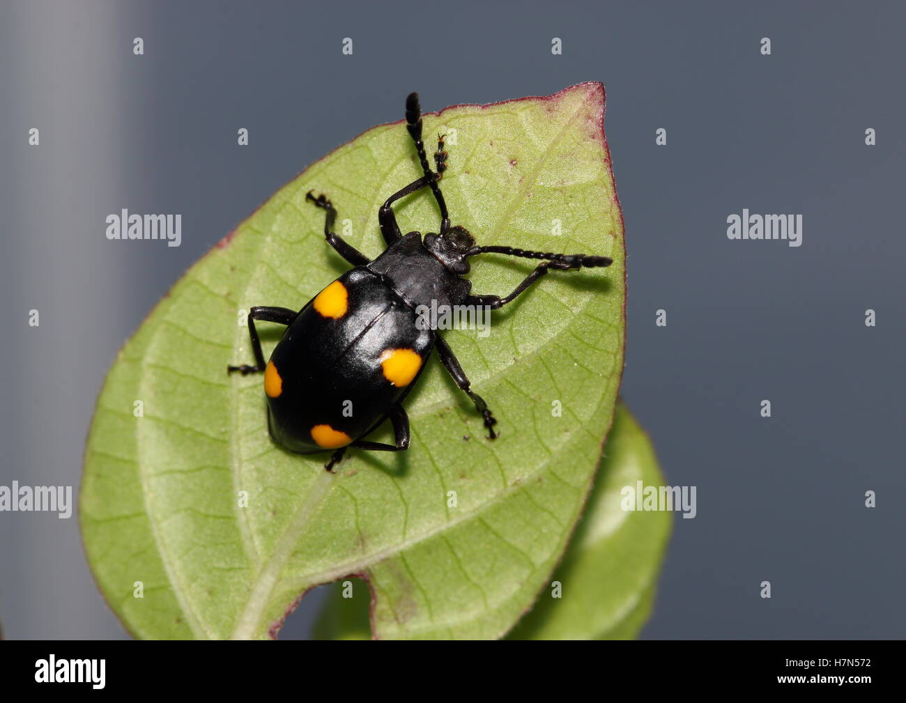 Noir avec des taches jaunes se reposant sur une feuille Banque D'Images