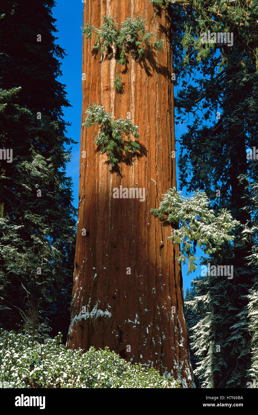 Le Séquoia géant (Sequoiadendron giganteum) avec la mince couche de neige, King's Canyon National Park, Californie Banque D'Images