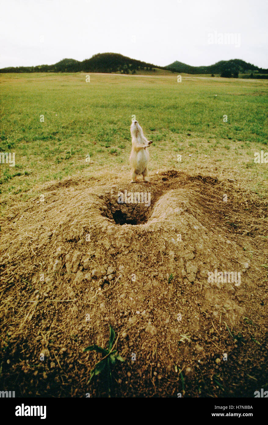 Arrière de la tête de chien Banque de photographies et d’images à haute résolution Alamy