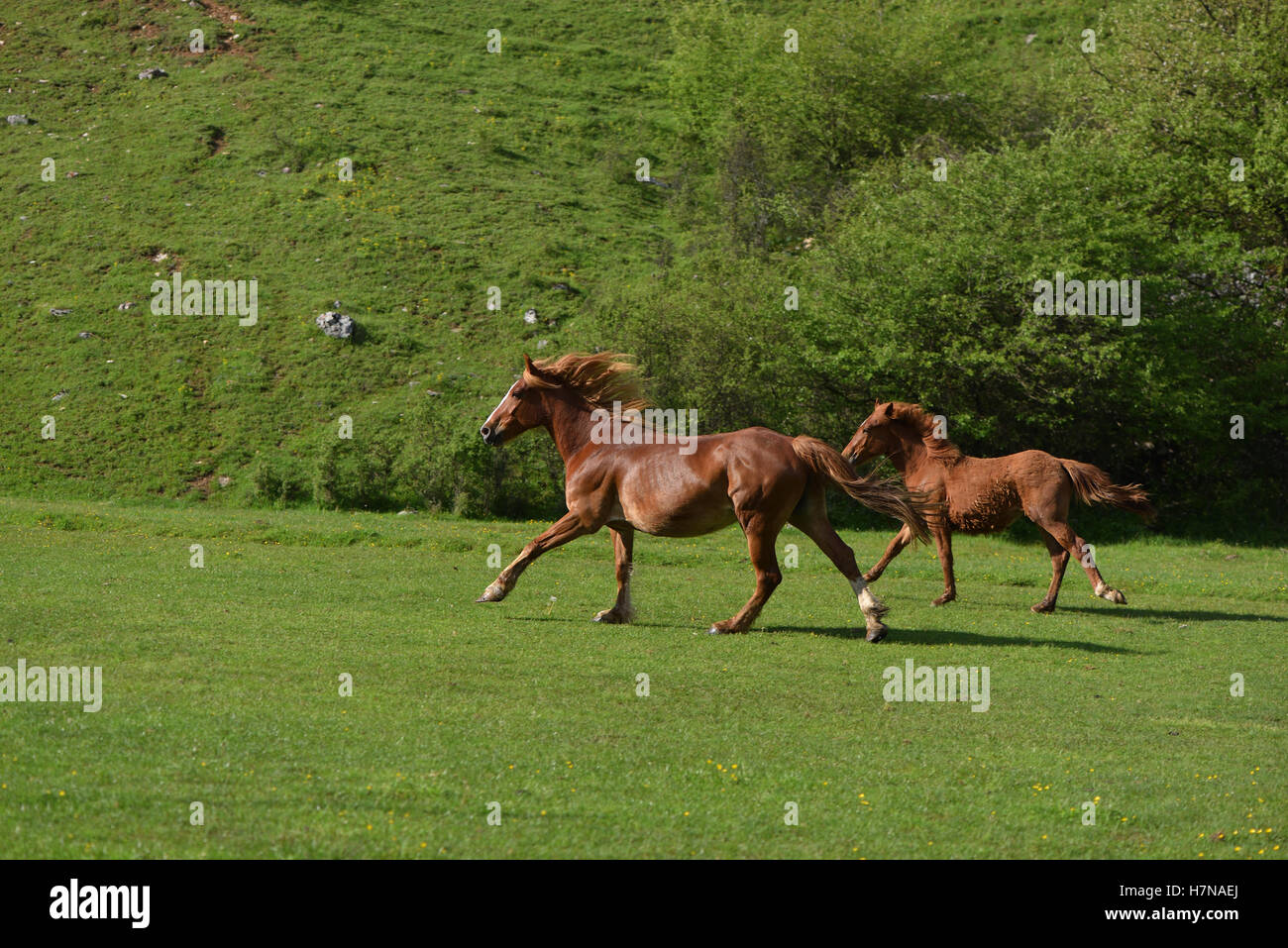 Deux brown horses running uphill on Green grass field Banque D'Images