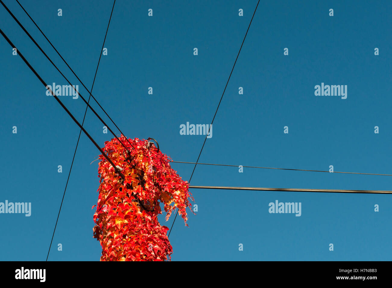 Couleur d'automne, les feuilles de vigne rouge sur un poteau électrique, Divonne les Bains, Auvergne-Rhône-Alpes, France Banque D'Images