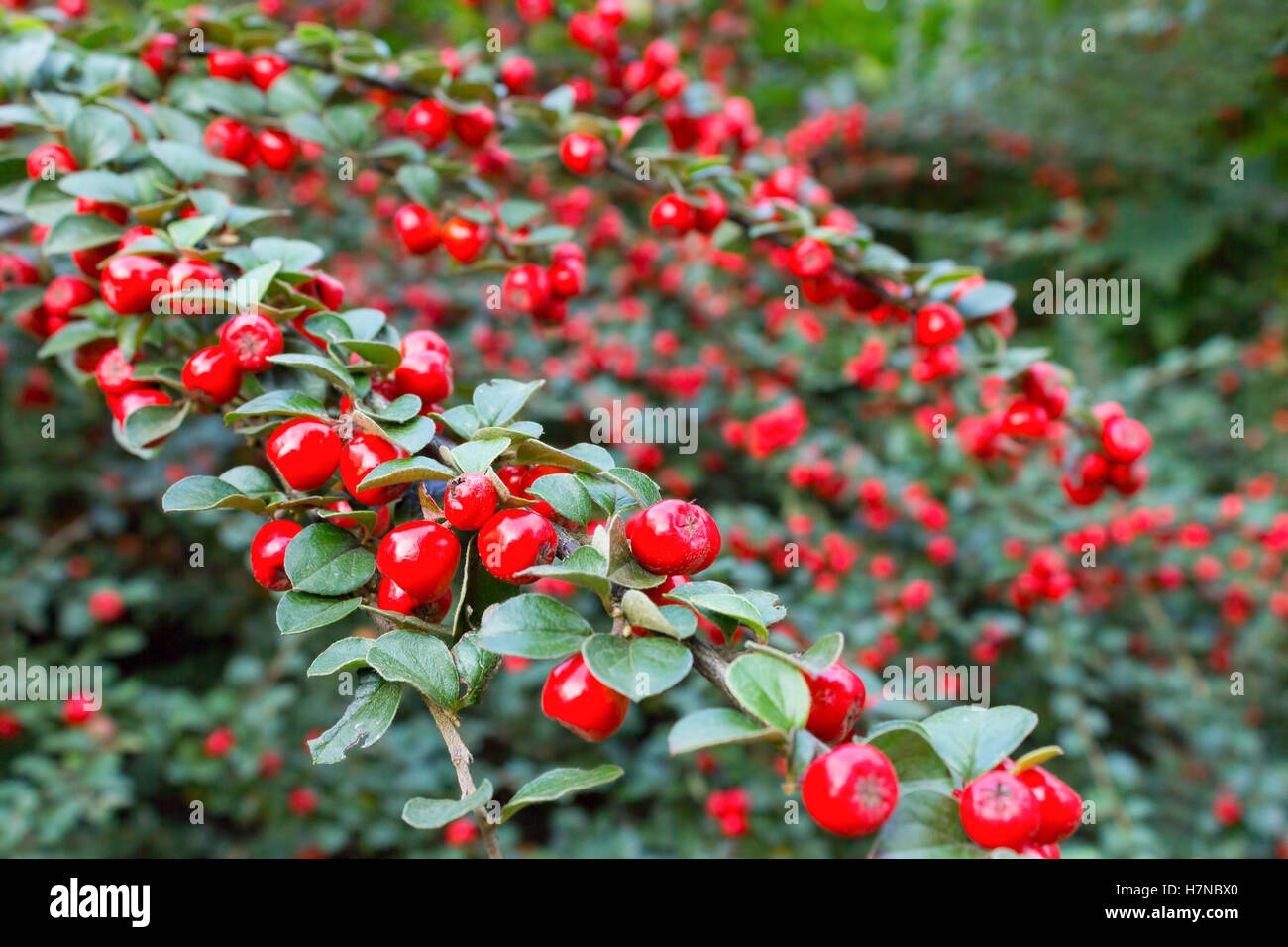 Branches avec de petits fruits rouges mûrs à l'automne cotoneaster Banque D'Images