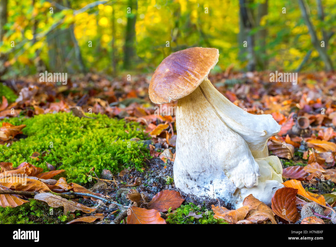 Champignons porcini comestibles sur sol de la forêt en automne Banque D'Images