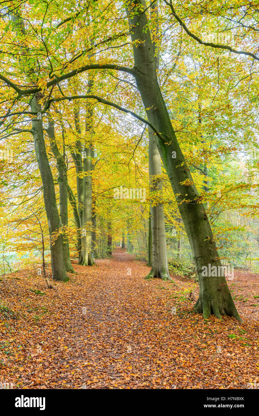 Sentier en forêt couverte avec des feuilles de hêtre en automne Banque D'Images