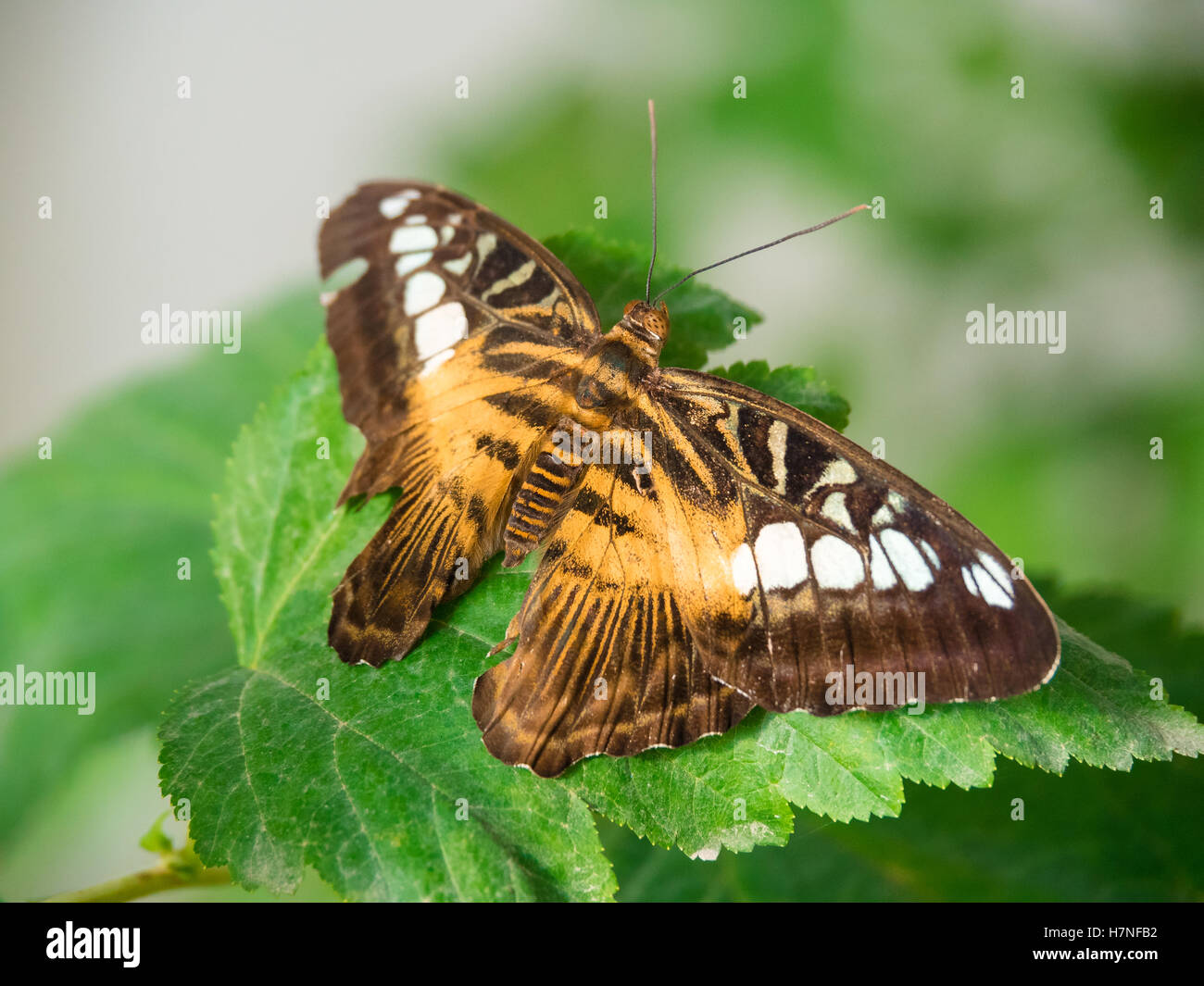 Parthenos Sylvia, Clipper Butterfly Banque D'Images