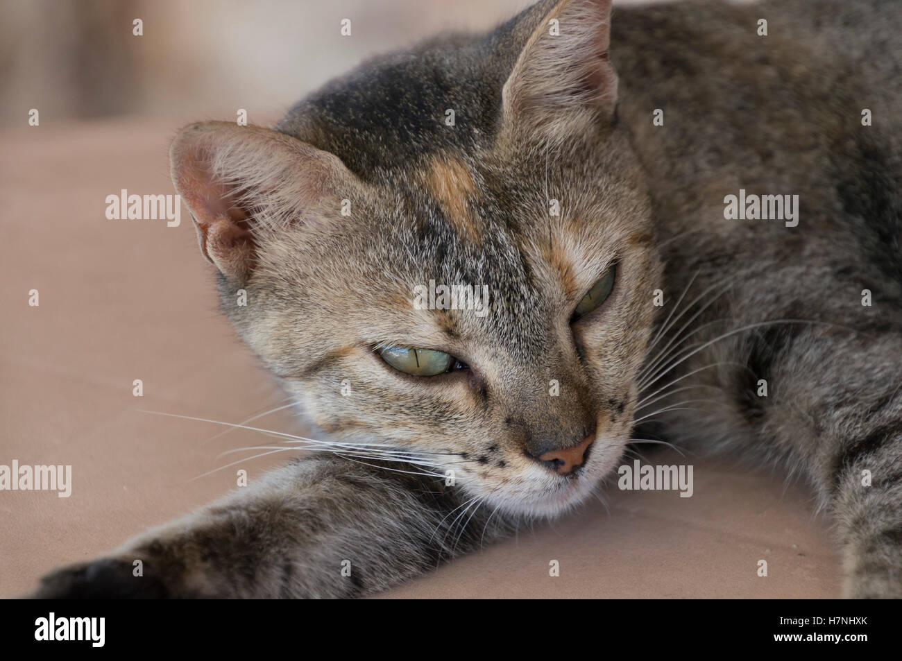 Maltese cat Banque D'Images