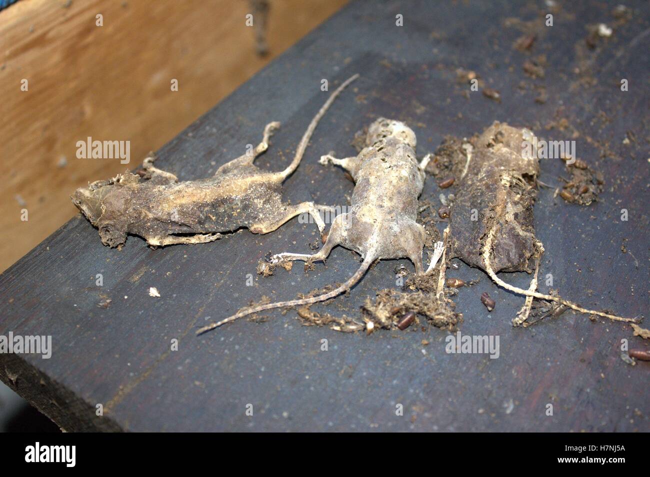 Trois souris momifié Banque D'Images