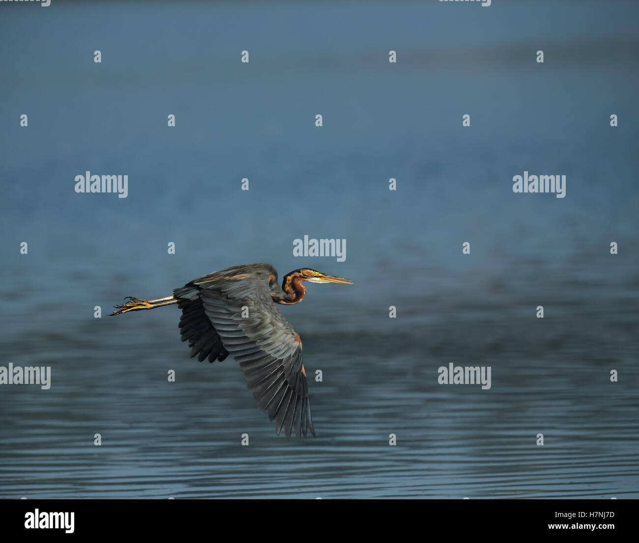 Héron pourpre voler, Oiseau. Banque D'Images