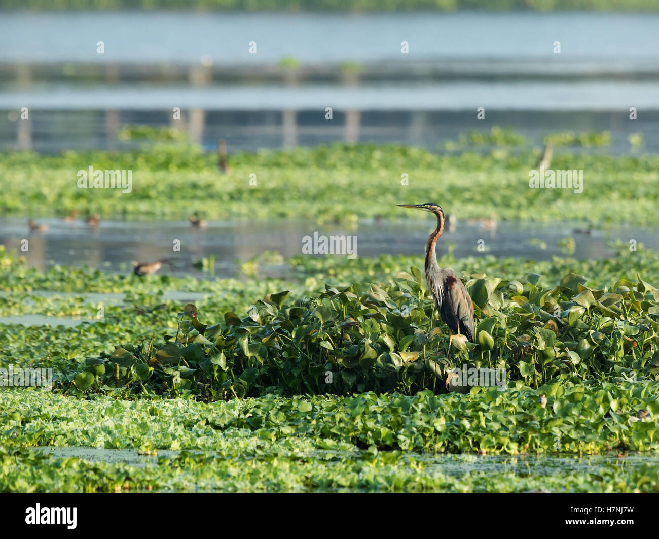 Héron pourpré , Oiseau. Banque D'Images