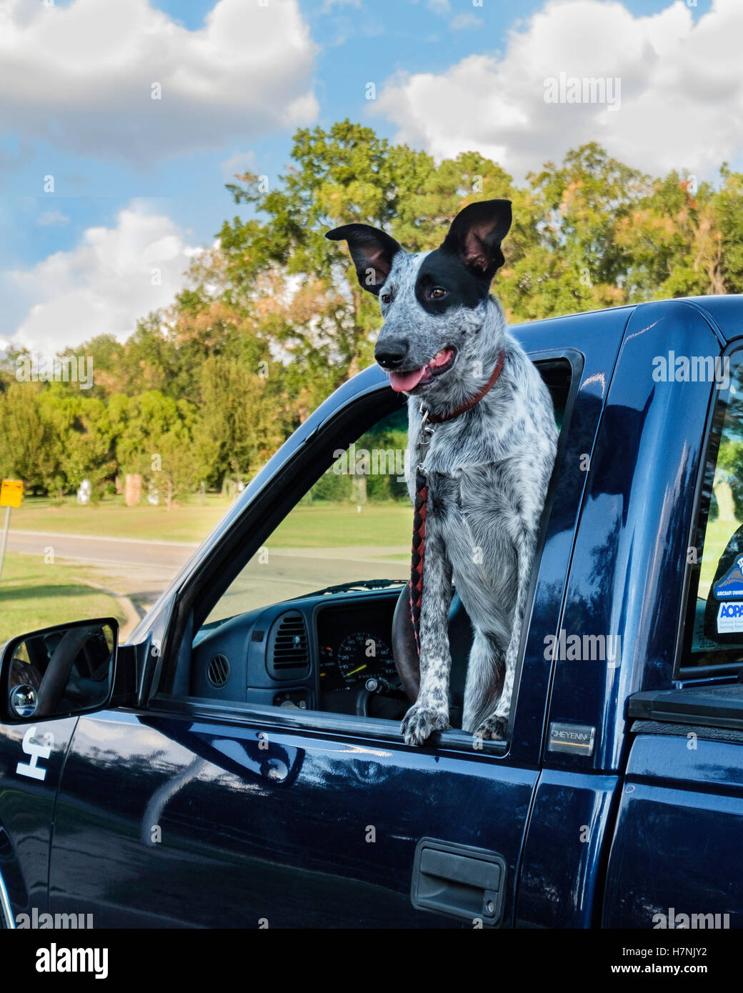 Un mâle bleu de 7 mois chien à talon, dans une camionnette. New York, USA. Banque D'Images