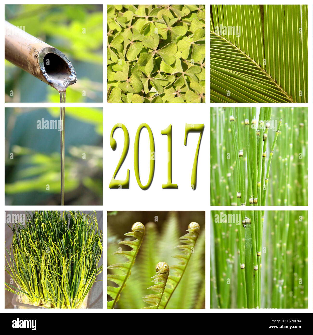 En 2017, la végétation verte collage Banque D'Images