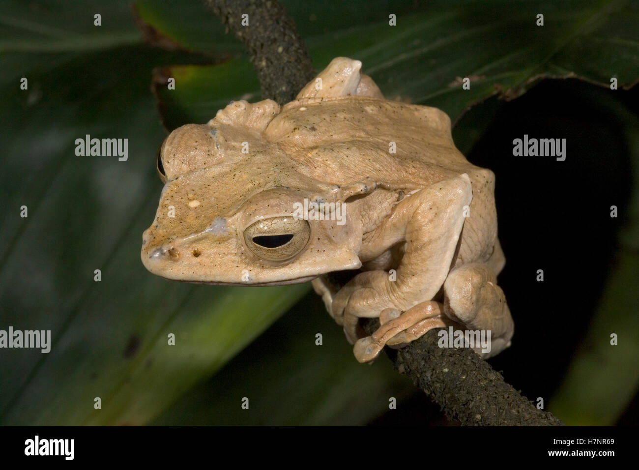 Arbre généalogique de Bornéo trous Metaphrynella sundana (Grenouille