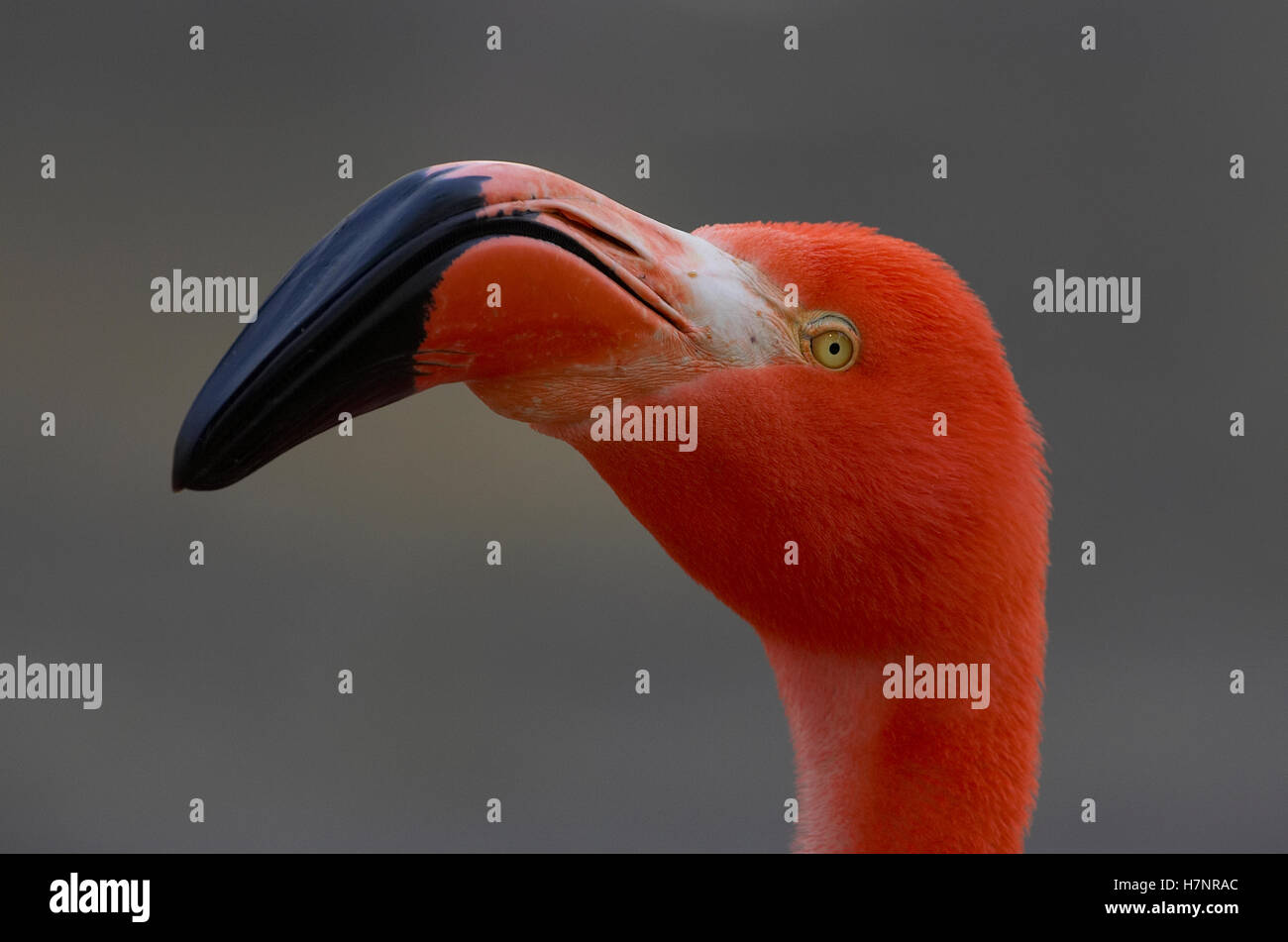 Flamant rose (Phoenicopterus ruber) porrait, originaire de l'Amérique ...