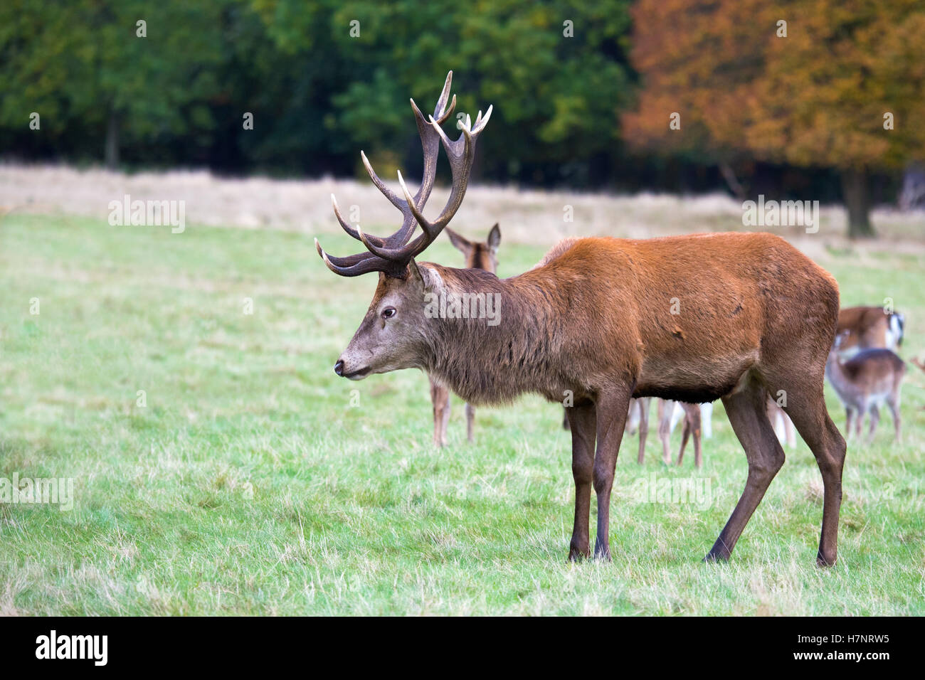 Red Deer stag en Richmond Park, Royaume-Uni Banque D'Images