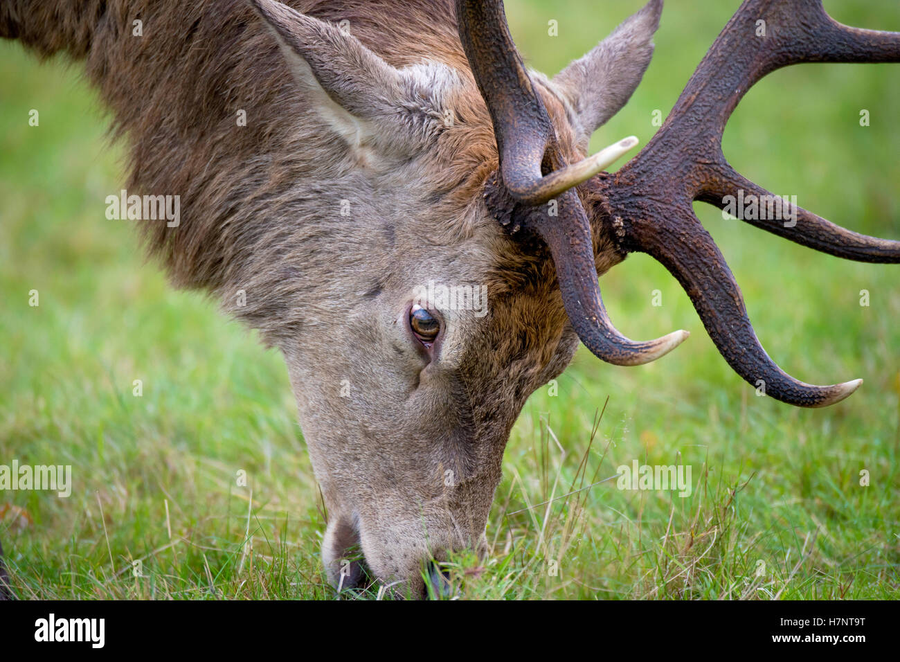Red Deer Stag de près de Richmond Park, Royaume-Uni Banque D'Images