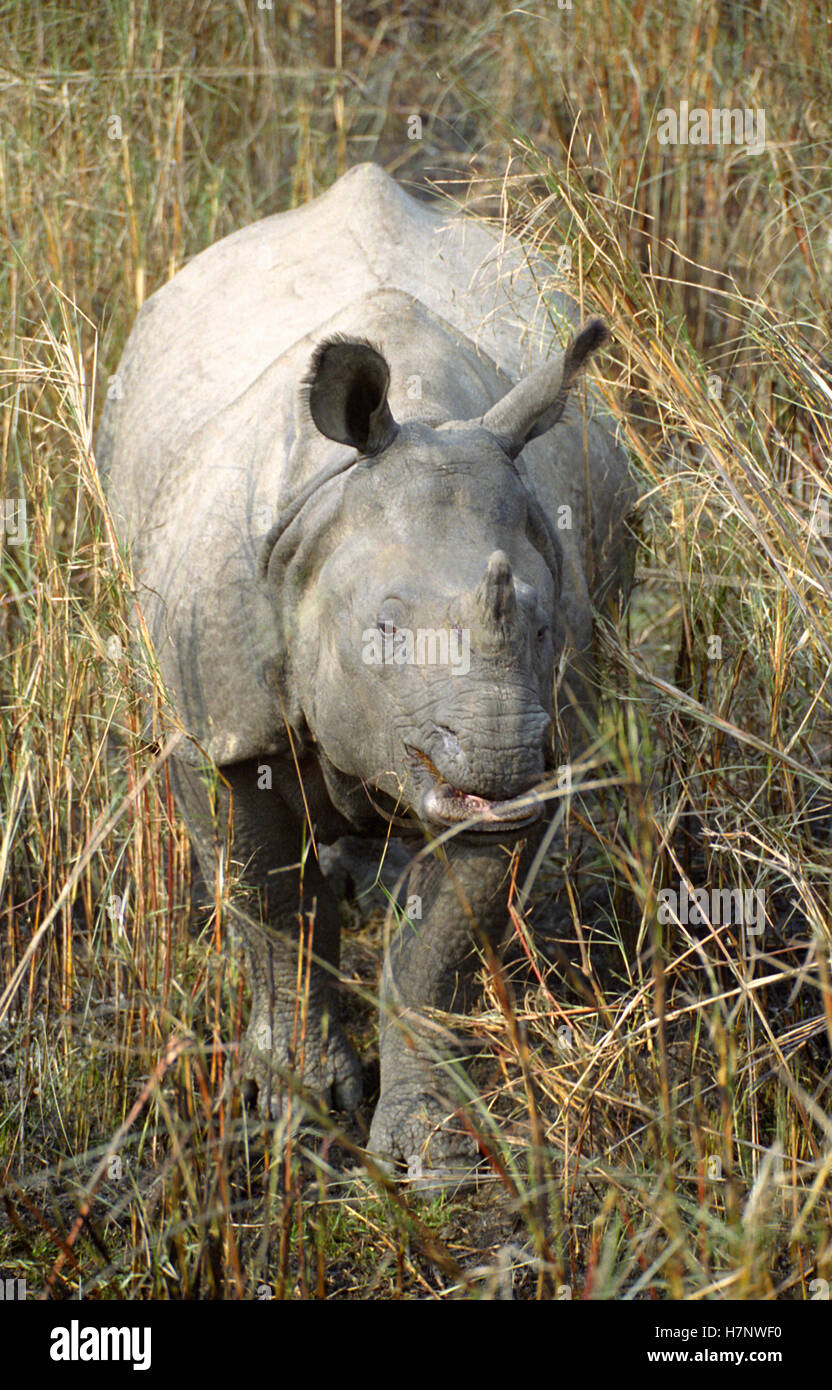 Indien Grand-duc d'un Rhinoceros-Rhinoceros Unicornis, parc national de Chitwan, au Népal Banque D'Images