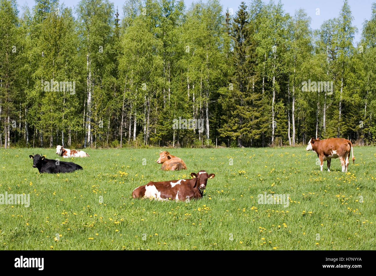 Taureaux sur pré vert, Finlande Banque D'Images