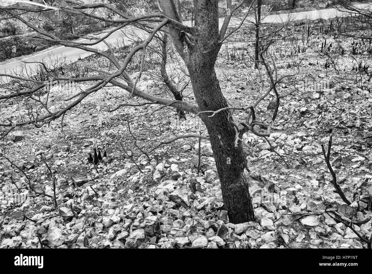 Lendemain d'un grand feu de forêt qui a laissé un paysage dévasté Banque D'Images