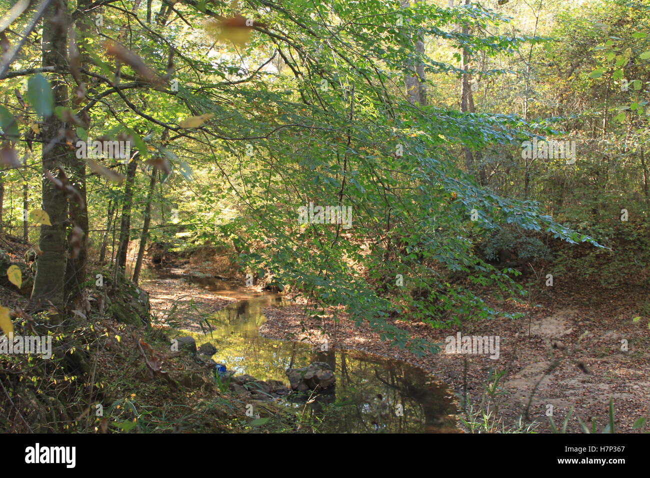 Le coucher de soleil par un ruisseau dans les bois Banque D'Images