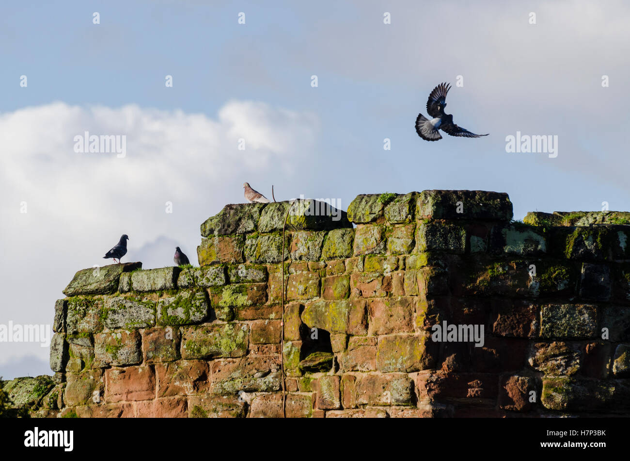 Chester, Royaume-Uni. 26 janvier, 2016. Un pigeon s'envole le roman fortifications de Chester. © Emily Roberts. Banque D'Images