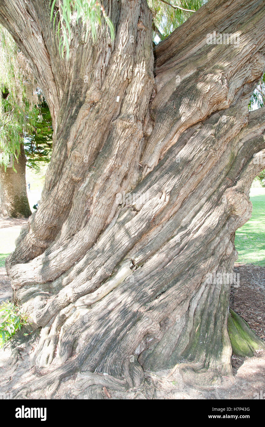 Peppermint Tree dans Kings Park - Perth - Australie Banque D'Images