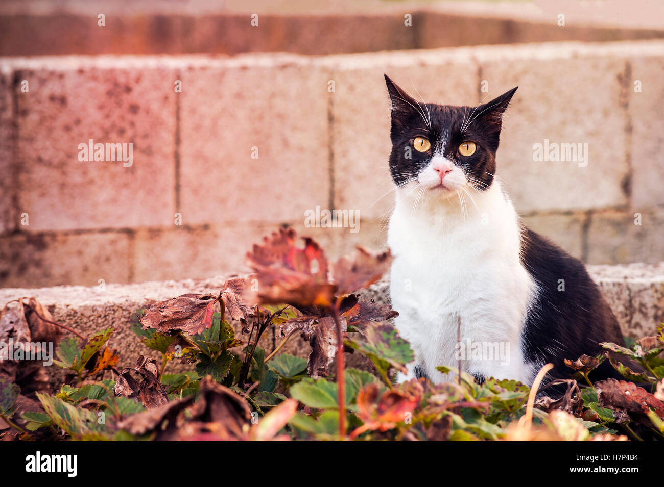 Chat dans le jardin avec des fraisiers. Banque D'Images