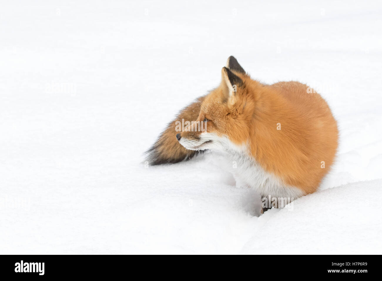 Renard roux (Vulpes vulpes) Marche dans la neige d'hiver dans le parc Algonquin Canada Banque D'Images