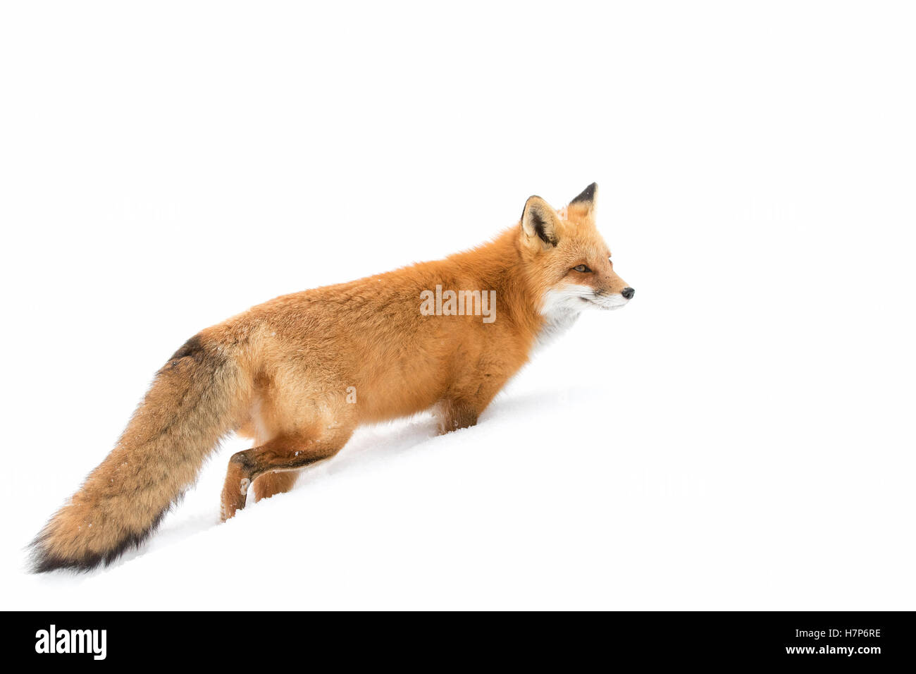 Le renard roux (Vulpes vulpes) en hiver dans le parc Algonquin Canada Banque D'Images