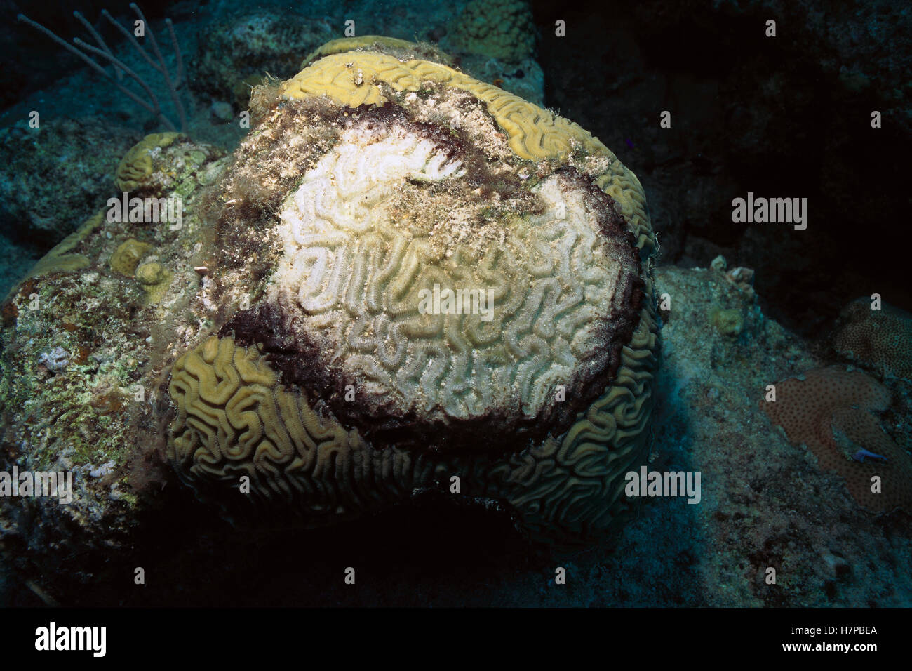 Coral tué par la bande noire, maladie causée par des températures